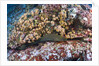 Panamic Green Moray Eel (Gymnothorax castaneus) by Anonymous