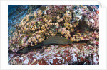Panamic Green Moray Eel (Gymnothorax castaneus) by Anonymous