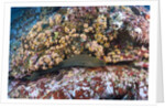 Panamic Green Moray Eel (Gymnothorax castaneus) by Anonymous
