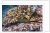 Panamic Green Moray Eel (Gymnothorax castaneus) by Anonymous