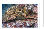 Panamic Green Moray Eel (Gymnothorax castaneus) by Anonymous
