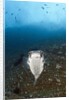 Porcupinefish (Diodon hystrix) by Anonymous