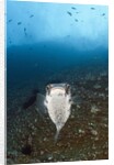 Porcupinefish (Diodon hystrix) by Anonymous