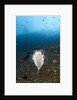 Porcupinefish (Diodon hystrix) by Anonymous