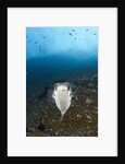 Porcupinefish (Diodon hystrix) by Anonymous