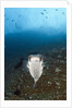 Porcupinefish (Diodon hystrix) by Anonymous
