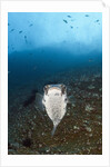 Porcupinefish (Diodon hystrix) by Anonymous