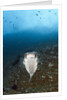 Porcupinefish (Diodon hystrix) by Anonymous