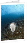 Porcupinefish (Diodon hystrix) by Anonymous