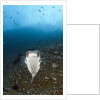 Porcupinefish (Diodon hystrix) by Anonymous