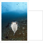 Porcupinefish (Diodon hystrix) by Anonymous