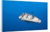 Porcupinefish (Diodon hystrix) by Anonymous