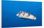 Porcupinefish (Diodon hystrix) by Anonymous