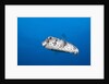 Porcupinefish (Diodon hystrix) by Anonymous