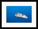Porcupinefish (Diodon hystrix) by Anonymous