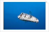 Porcupinefish (Diodon hystrix) by Anonymous