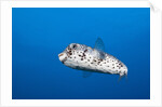 Porcupinefish (Diodon hystrix) by Anonymous
