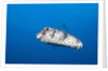 Porcupinefish (Diodon hystrix) by Anonymous