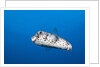 Porcupinefish (Diodon hystrix) by Anonymous