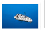 Porcupinefish (Diodon hystrix) by Anonymous