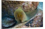 Panamic Green Moray Eel (Gymnothorax castaneus) by Anonymous