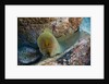 Panamic Green Moray Eel (Gymnothorax castaneus) by Anonymous