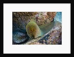 Panamic Green Moray Eel (Gymnothorax castaneus) by Anonymous