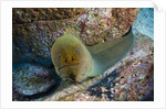 Panamic Green Moray Eel (Gymnothorax castaneus) by Anonymous