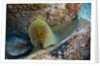 Panamic Green Moray Eel (Gymnothorax castaneus) by Anonymous