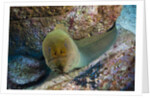 Panamic Green Moray Eel (Gymnothorax castaneus) by Anonymous