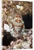 Starry Grouper (Epinephelus labriformis) by Anonymous