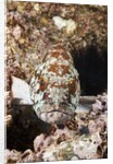 Starry Grouper (Epinephelus labriformis) by Anonymous