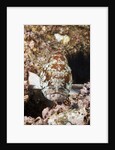 Starry Grouper (Epinephelus labriformis) by Anonymous
