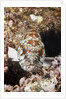 Starry Grouper (Epinephelus labriformis) by Anonymous