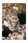 Starry Grouper (Epinephelus labriformis) by Anonymous