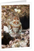 Starry Grouper (Epinephelus labriformis) by Anonymous