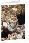 Starry Grouper (Epinephelus labriformis) by Anonymous