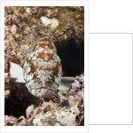 Starry Grouper (Epinephelus labriformis) by Anonymous