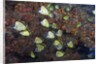 Barberfish school (Johnrandallia nigrirostris) by Anonymous