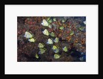Barberfish school (Johnrandallia nigrirostris) by Anonymous