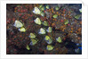Barberfish school (Johnrandallia nigrirostris) by Anonymous
