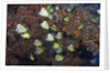 Barberfish school (Johnrandallia nigrirostris) by Anonymous