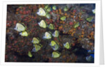 Barberfish school (Johnrandallia nigrirostris) by Anonymous