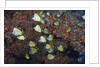 Barberfish school (Johnrandallia nigrirostris) by Anonymous