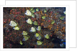 Barberfish school (Johnrandallia nigrirostris) by Anonymous