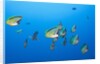 Barberfish school (Johnrandallia nigrirostris) by Anonymous