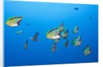 Barberfish school (Johnrandallia nigrirostris) by Anonymous