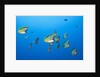 Barberfish school (Johnrandallia nigrirostris) by Anonymous