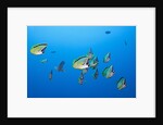 Barberfish school (Johnrandallia nigrirostris) by Anonymous