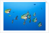 Barberfish school (Johnrandallia nigrirostris) by Anonymous